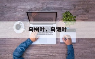 乌树叶，乌饭叶
