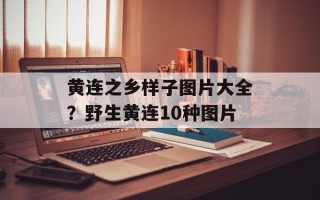 黄连之乡样子图片大全？野生黄连10种图片