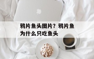 鸦片鱼头图片？鸦片鱼为什么只吃鱼头
