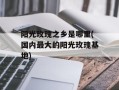 阳光玫瑰之乡是哪里(国内最大的阳光玫瑰基地)