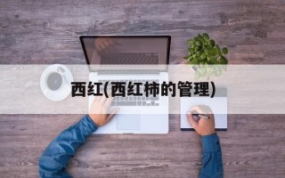 西红(西红柿的管理)