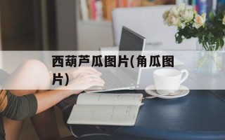 西葫芦瓜图片(角瓜图片)