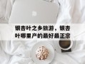 银杏叶之乡旅游，银杏叶哪里产的最好最正宗