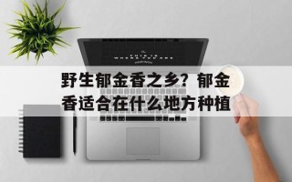 野生郁金香之乡？郁金香适合在什么地方种植
