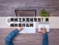 黄杨之乡是啥意思？黄杨树是什么树
