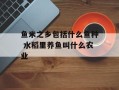 鱼米之乡包括什么鱼种 水稻里养鱼叫什么农业