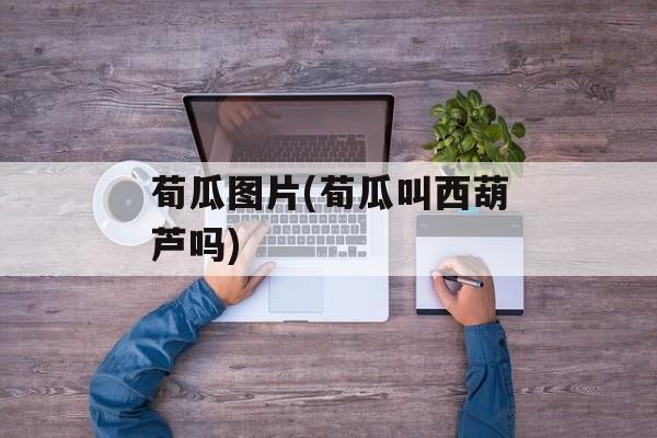 荀瓜图片(荀瓜叫西葫芦吗)-第1张图片-