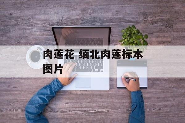 肉莲花 缅北肉莲标本图片-第1张图片-