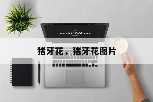 猪牙花，猪牙花图片-第1张图片-