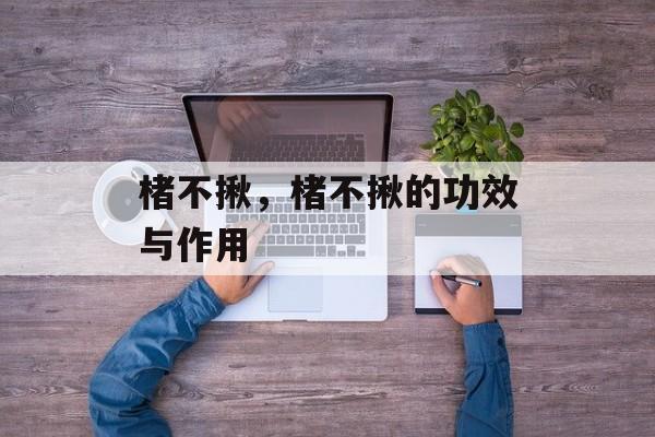 楮不揪，楮不揪的功效与作用-第1张图片-