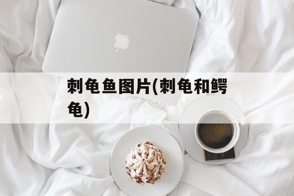 刺龟鱼图片(刺龟和鳄龟)-第1张图片-